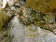 Blennius sphinx
